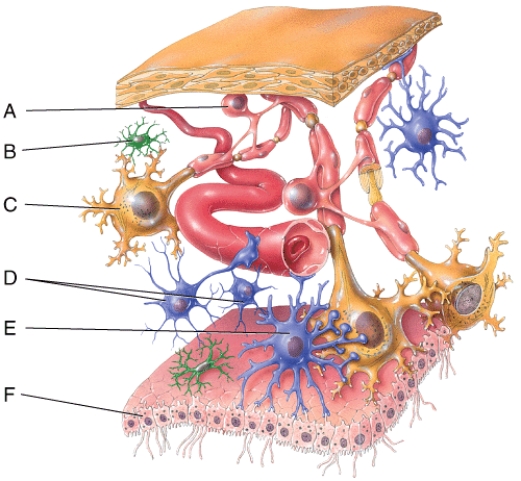 Which of the labeled cells in the diagram is a neuroglial cell that is located mainly in gray matter and helps maintain the appropriate chemical environment for generation of nerve impulses?