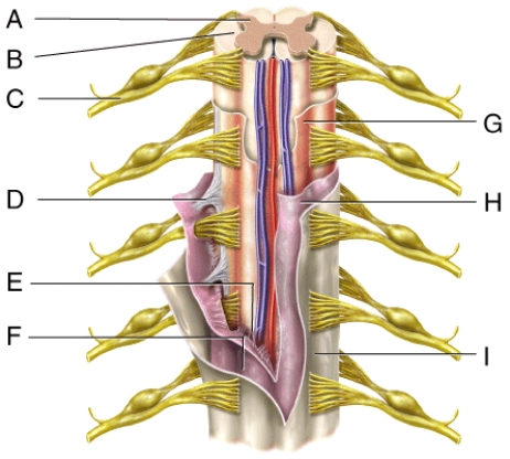 <strong>Where is the subarachnoid space? </strong> A)E B)F C)G D)H E)I