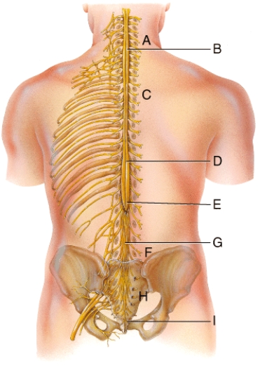 <strong>The structure labeled F in the diagram belongs to which group of spinal nerves? </strong> A)cervical nerves B)thoracic nerves C)lumbar nerves D)sacral nerves E)coccygeal nerves