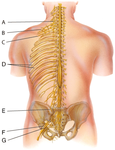 <strong>Which of the following nerves is labeled F in the diagram? </strong> A)phrenic nerve B)axillary nerve C)intercostal nerve D)femoral nerve E)common fibular nerve