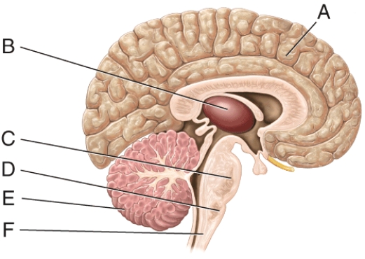 <strong>Which of the labeled structures in the diagram contains centers that control heart rate and blood pressure? </strong> A)A B)B C)D D)E E)F