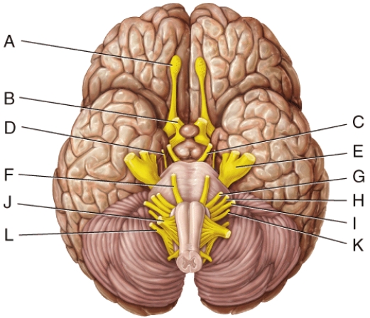 <strong>Damage to which cranial nerve in the diagram will cause the inability of an eyeball to move laterally beyond the midpoint? </strong> A)B B)C C)D D)E E)F