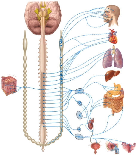 <strong>Which nerve supplies the inferior mesenteric ganglion with preganglionic neurons? </strong> A)Lumbar splanchnic nerve B)Lesser splanchnic nerve C)Greater splanchnic nerve D)Cardiac accelerator E)Phrenic nerve