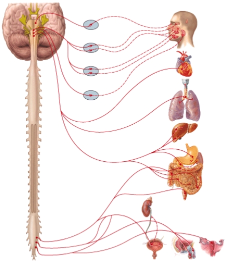 <strong>Parasympathetic innervation of the liver occurs through </strong> A)cranial nerve III. B)cranial nerve VII. C)cranial nerve IX. D)cranial nerve X. E)pelvic splanchnic nerve.