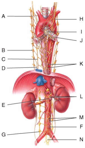 <strong>Where is the right vagus nerve in the figure? </strong> A)A B)B C)C D)H E)K