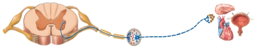 <strong>If the pathway shown in the diagram is a sympathetic division pathway,which neurotransmitter acts at the effector? </strong> A)Norepinephrine B)Acetylcholine C)Epinephrine D)Dopamine E)Serotonin