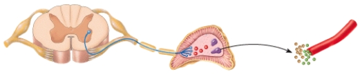 <strong>Which neurotransmitter is released at the gland by the preganglionic neuron in the diagram? </strong> A)Norepinephrine B)Acetylcholine C)Epinephrine D)Dopamine E)Serotonin