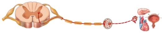 <strong>Which neurotransmitter is released by the preganglionic neuron at the autonomic ganglion in the diagram? </strong> A)Norepinephrine B)Acetylcholine C)Epinephrine D)Dopamine E)Serotonin