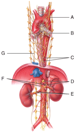 <strong>Where is the celiac ganglion and plexus in the diagram? </strong> A)A B)B C)D D)C E)G