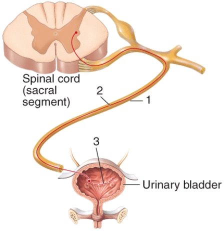 <strong>The structure labeled 1 in the diagram is the </strong> A)femoral nerve. B)sciatic nerve. C)pelvic splanchnic nerve. D)pudendal nerve. E)genitofemoral nerve.