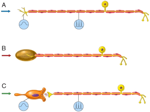<strong>Which of the neurons in the diagram would most likely pick up an itch sensation?  </strong> A)A B)B C)C D)Both A and B E)All of these choices <div style=padding-top: 35px> 