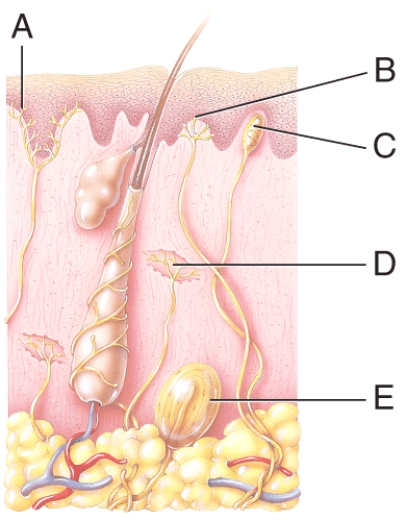 Which of the labeled structures in the diagram is a lamellated corpuscle?