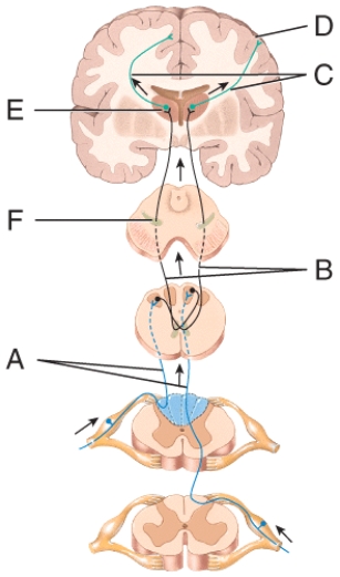 Which labeled neuron is considered to be a second-order neuron?