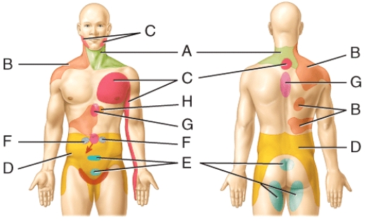 Visceral pain coming from the stomach is referred to which location(s)in the diagram?