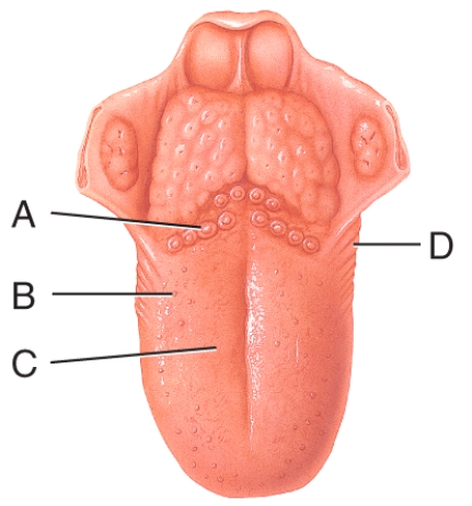 Which of the labeled papilla are mushroom-shaped elevations that can contain about five taste buds each?