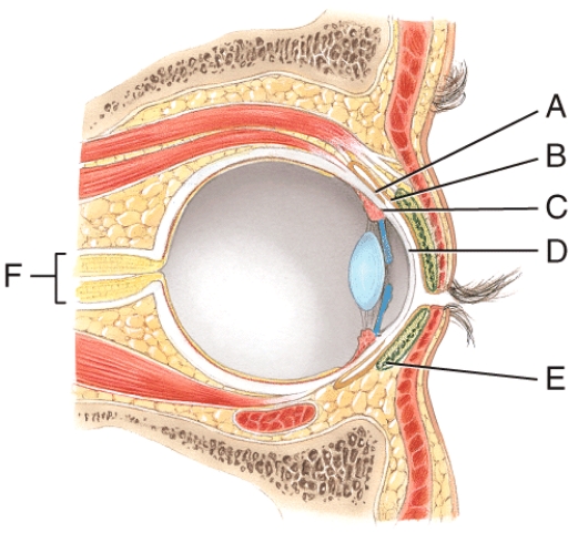 <strong>Where is the optic nerve? </strong> A)C B)D C)E D)F E)None of these choices