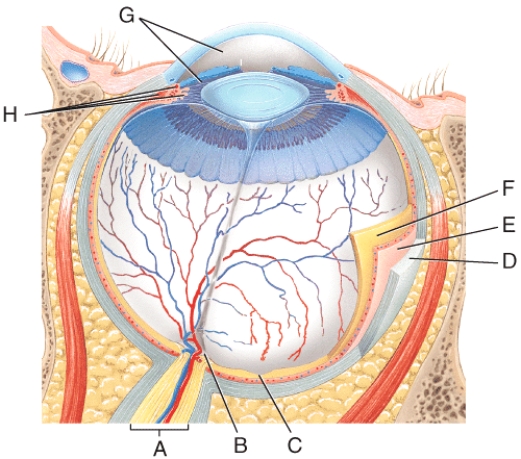 <strong>Where is the choroid? </strong> A)F B)E C)D D)G E)H