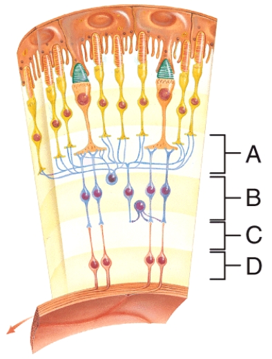 <strong>Where is the bipolar cell layer? </strong> A)A B)B C)C D)D