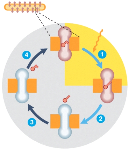 Which labeled step(s)represents bleaching of the photopigment?