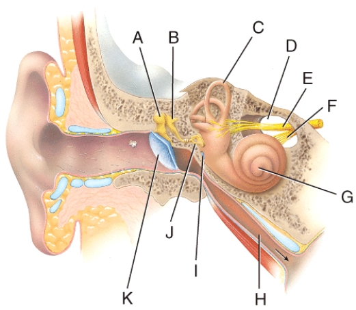 This portion of the inner ear is divided into three channels.