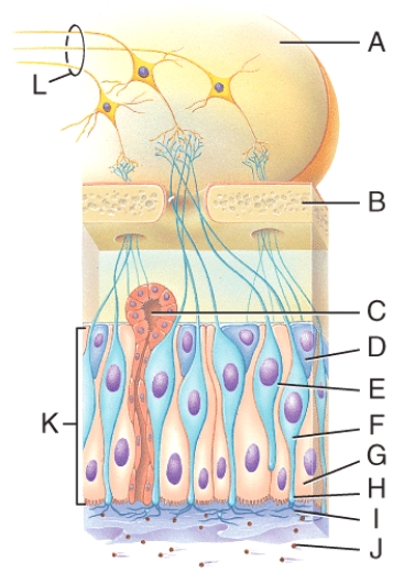 Which labeled structure in the diagram represents an odorant molecule?