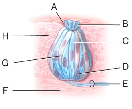 Which cell in the diagram is the supporting cell?