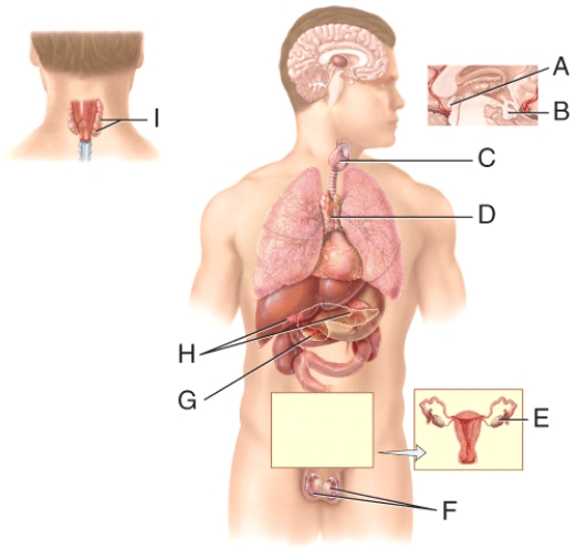 <strong>Which of the labeled endocrine glands secretes steroid hormones in response to long-term stress? </strong> A)D B)G C)H D)I E)F