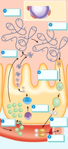 <strong>Which of the labeled steps in the diagram represents the synthesis of thyroglobulin (TGB)within the follicular cells? </strong> A)1 B)2 C)4 D)6 E)7