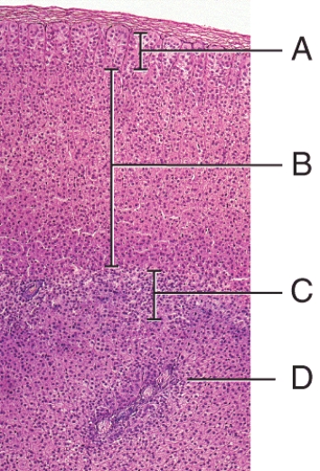<strong>Which zone of the adrenal gland secretes aldosterone? </strong> A)A B)B C)C D)D E)None of the zones