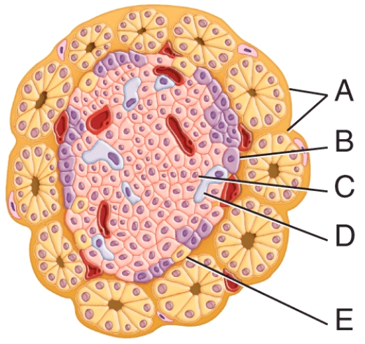 <strong>Which labeled structure in the diagram secretes a hormone that stimulates events that lower blood glucose concentration? </strong> A)A B)B C)C D)D E)E
