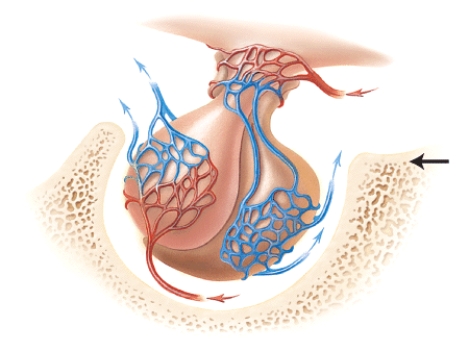 <strong>Which of the following bones (marked in the diagram)contains a depression which houses the endocrine gland shown in the diagram? </strong> A)maxilla B)sphenoid bone C)mandible D)ethmoid bone E)temporal bone