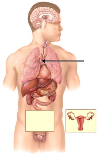 <strong>Which of the following hormones is produced by the endocrine gland marked in the diagram? </strong> A)testosterone B)glucagon C)melatonin D)thymopoietin E)vasopressin