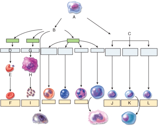 <strong>Which labeled cell in the diagram is a pluripotent stem cell? </strong> A)A B)B C)C D)D E)G