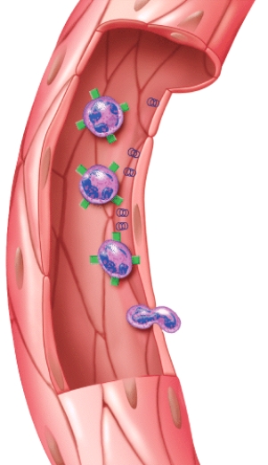 <strong>What is this figure demonstrating? </strong> A)Erythropoiesis B)RBC differentiation C)Emigration D)Clot formation E)Clot retraction