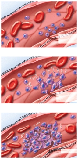 <strong>What does this figure represent? </strong> A)Erythropoiesis B)RBC differentiation C)Emigration D)Clot formation E)Clot retraction