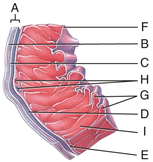 <strong>This portion of the heart wall is responsible for the pumping action.  </strong> A)E B)F C)G D)H E)I <div style=padding-top: 35px> 