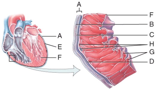 This is comprised of a thin layer of endothelium overlying a thin layer of connective tissue.