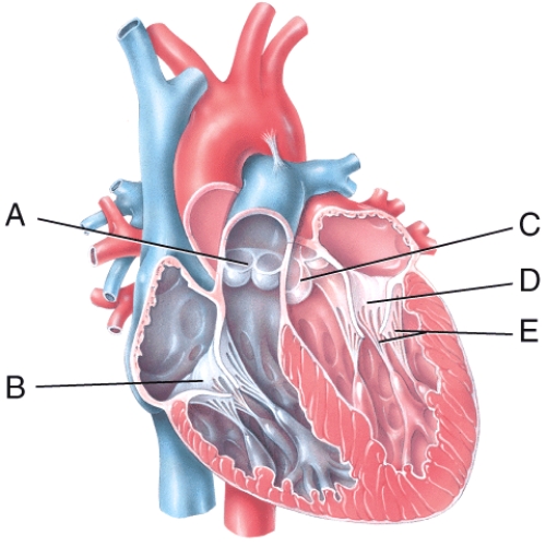 In the diagram,which labeled structure is the pulmonary semilunar valve?