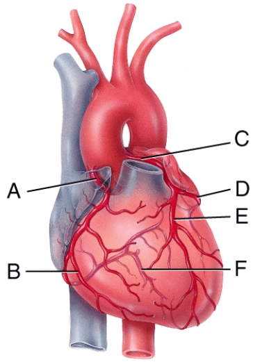 <strong>In the diagram,which labeled structure is the marginal branch of the right coronary artery?  </strong> A)A B)B C)D D)E E)F <div style=padding-top: 35px> 