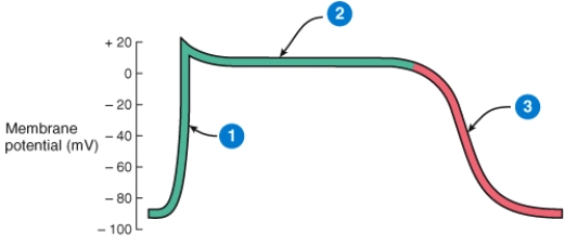 Describe what is happening during the phase of the cardiac action potential labeled 2 in the diagram.  <div style=padding-top: 35px> 