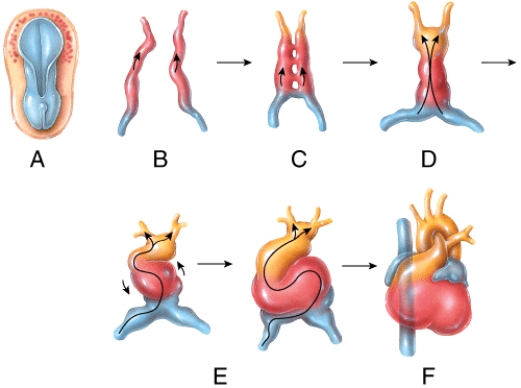 <strong>Which of the labeled steps in the diagram represent formation of the endocardial tubes?  </strong> A)A B)B C)C D)D E)E <div style=padding-top: 35px> 
