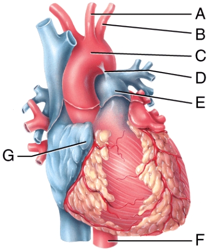 <strong>Which labeled structure shown in the diagram is a pouch-like extension that serves to slightly increase the capacity of an atrium?  </strong> A)F B)E C)G D)I E)D <div style=padding-top: 35px> 