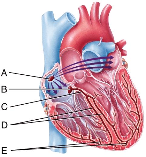 <strong>Which labeled structure in the figure acts as the natural pacemaker of the heart?  </strong> A)A B)B C)C D)D E)E <div style=padding-top: 35px> 
