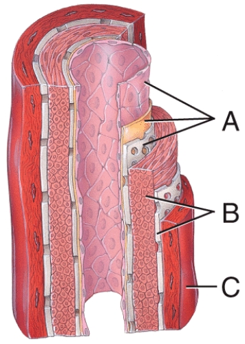 <strong>Which of the labeled layers in the diagram of the arterial wall consists mainly of elastic fibers and smooth muscle fibers? </strong> A)A B)B C)C D)A and B E)A,B and C