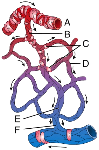 <strong>Which labeled structure in the figure is precapillary sphincter? </strong> A)A B)B C)C D)D E)E