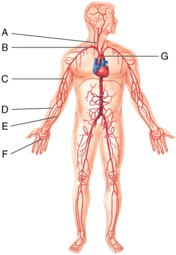 Oxygenated blood is directly carried into the vessel labeled F by both