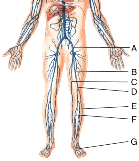 <strong>Deoxygenated blood draining from the vessel labeled E in the figure,immediately travels into the </strong> A)left small saphenous vein. B)left femoral vein. C)left anterior tibial vein. D)left posterior tibial vein. E)left popliteal vein.