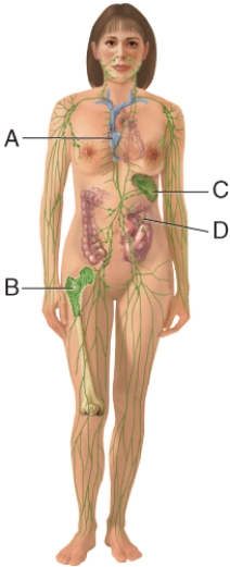 <strong>In the diagram,where do T cells mature? </strong> A)A B)B C)C D)D E)None of these choices
