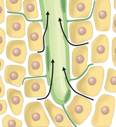 What does this diagram represent?