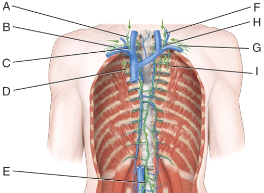 <strong>In the diagram this vessel drains lymph from the upper right side of the body into venous blood using a subclavian vein. </strong> A)B B)C C)F D)G E)E